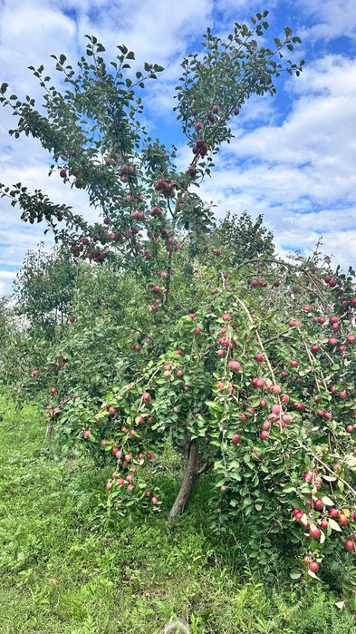 Продам дачу Восход в хорошем месте