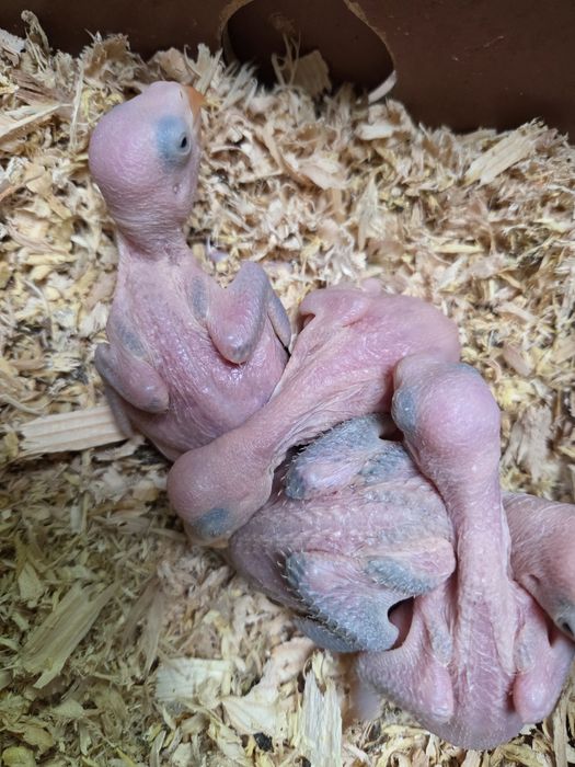 Papagali micul alexandru(puișori blănzi)