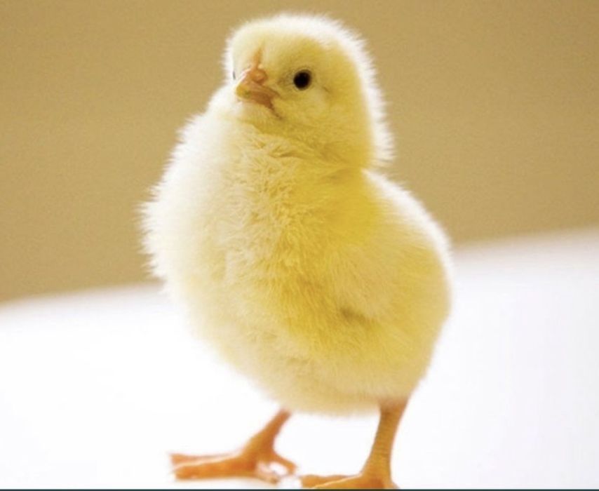 Суточный цыплята бройлера