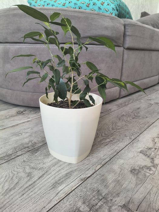 Цветы комнатные Фикус бенжамин