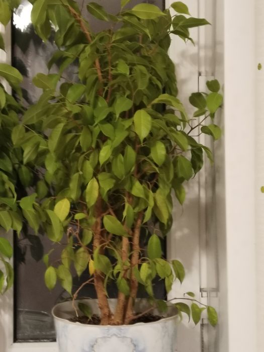 Продам цветы фикусы и бугенвилии