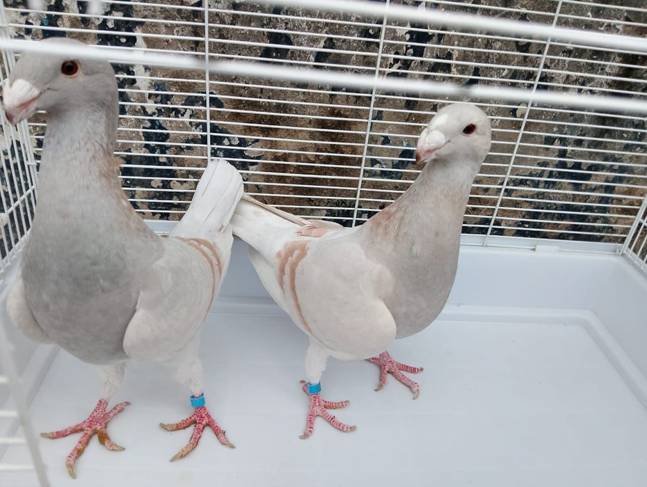 Продаются  немцы