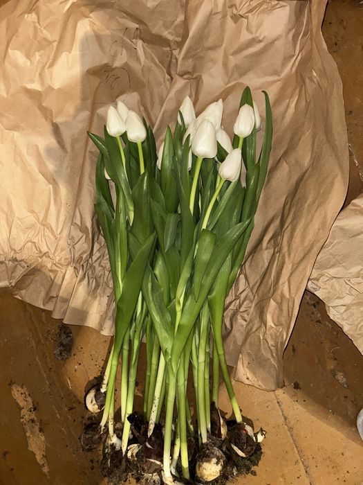 Свежыйе тюльпан цена