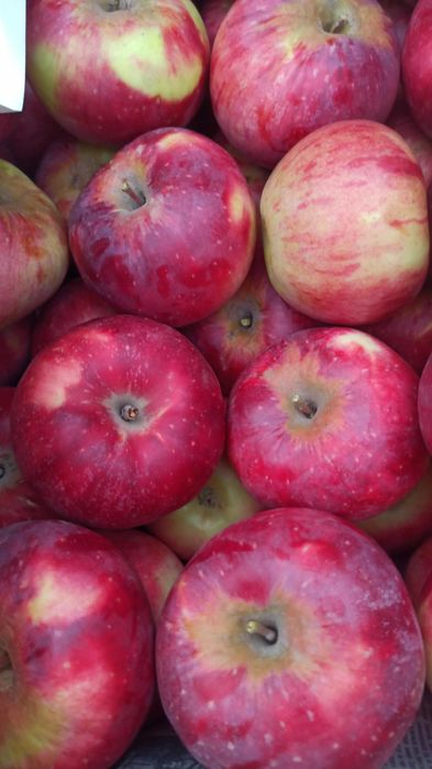 Апорт Алматинский