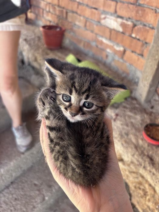 котета на един месец