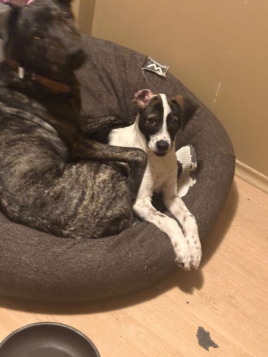 Куче- безпородно