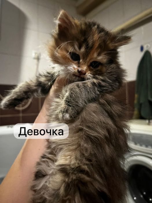 Котята бесплатно