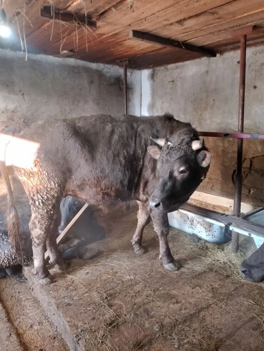 Бычки срочная продажа