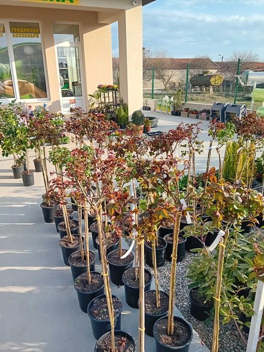 Щамбова роза цена на едро