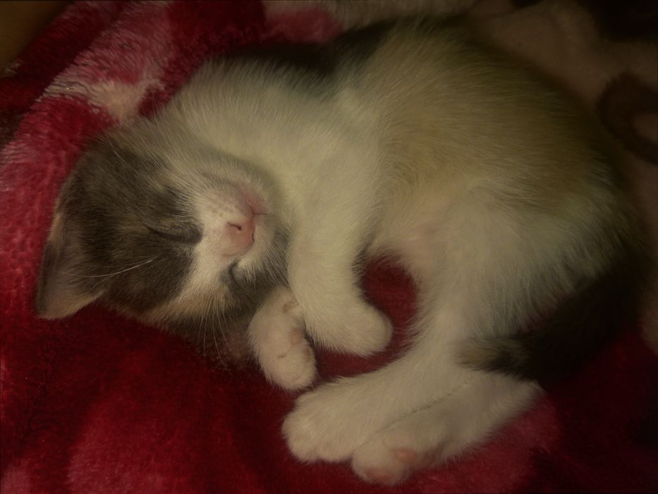 Котята в добрые руки!