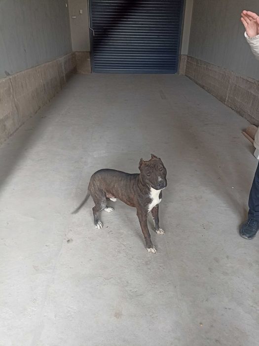 Продаётся собака