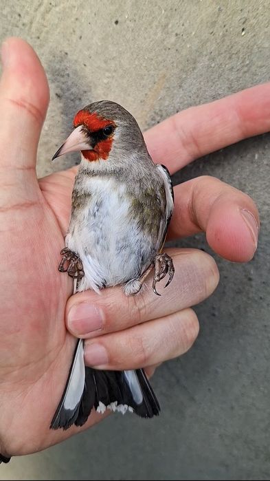 Щегол седоголовый