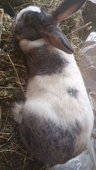 Vând 4 Iepuri tineri