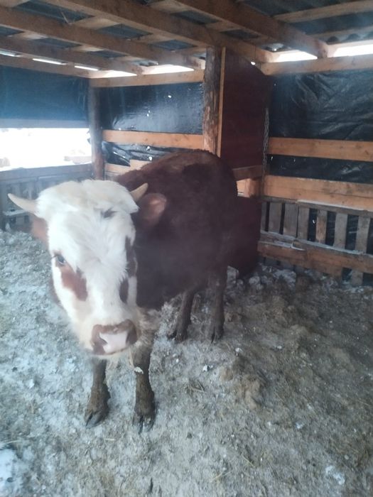 Продам молодых бычков, тёлок.