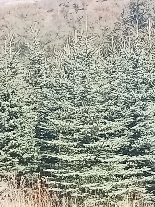 Ёлки голубые сизые