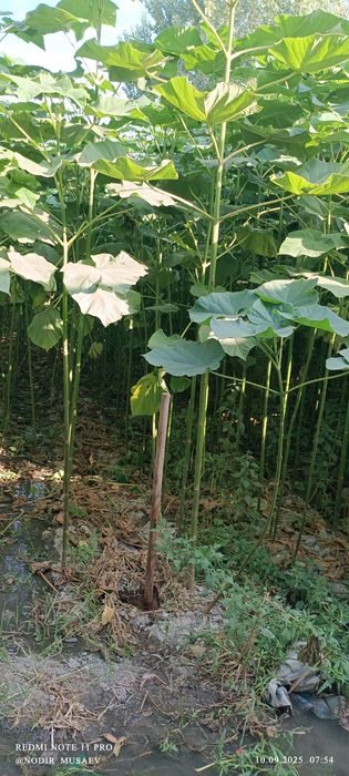 Павлония кўчатлари