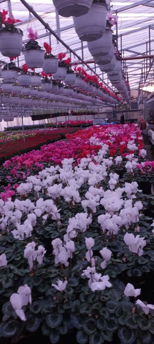 Flori 1-8martie cyclamen,garofite,zambile