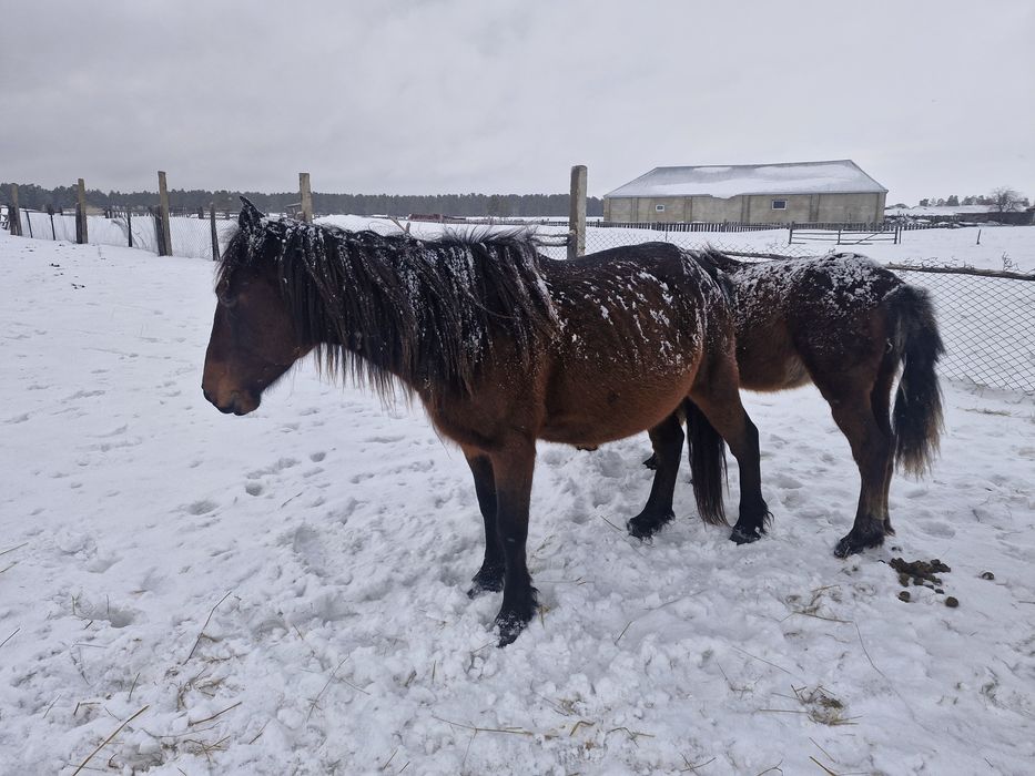 Продам кобылу и жеребенок