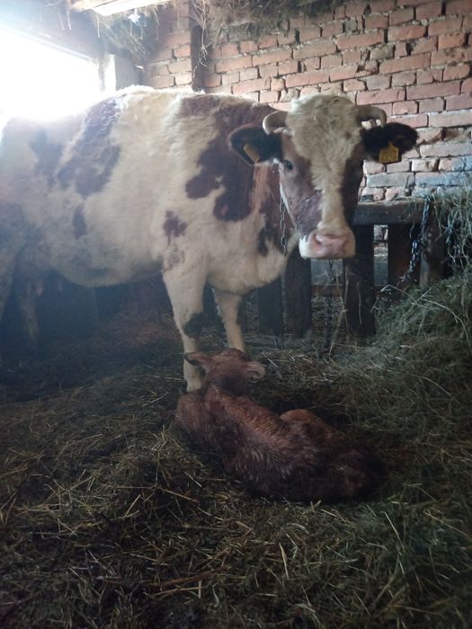 Vând vacă batată romaneasca