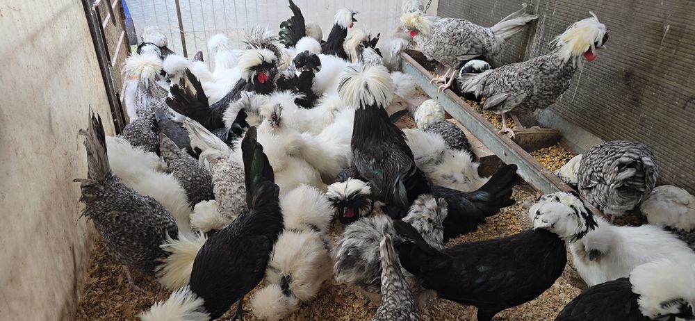 Motata olandeza și matase japoneză