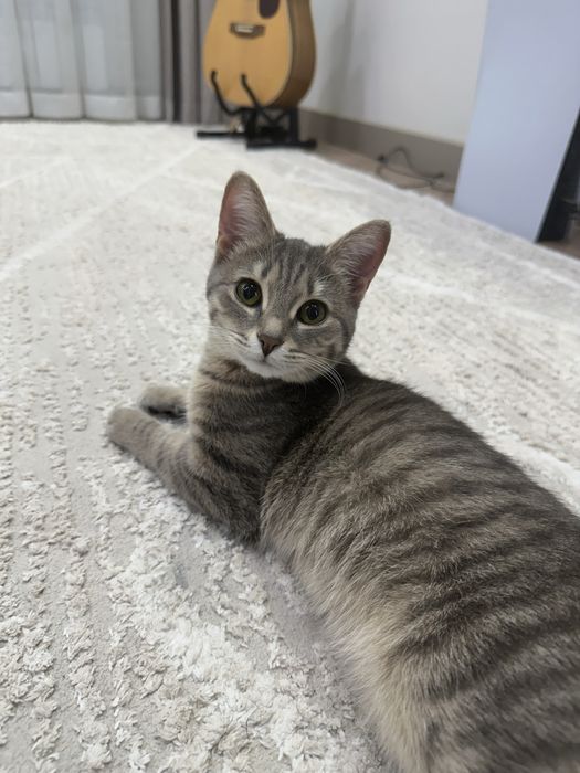 Отдам кошку в добрые руки