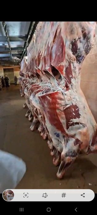 Говядина корова 1 категории оптом замороженная в полутушах под заказ