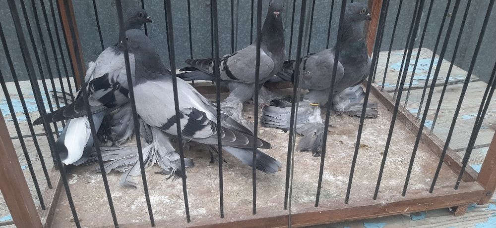 Продаются голуби