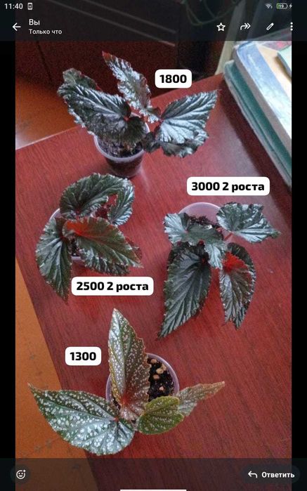 Комнатные цветочки,отростки