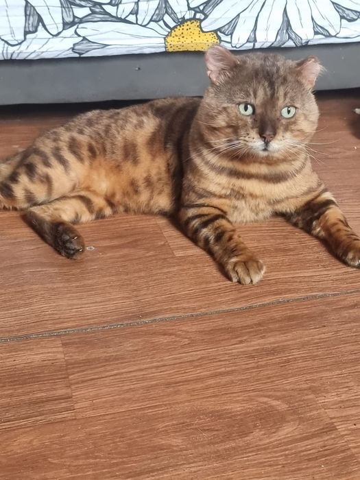 Котята Бенгалы на фото отец котят