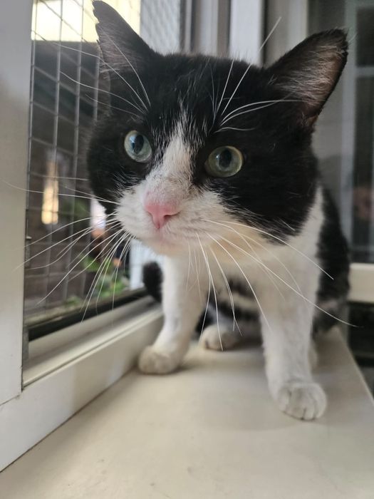 Большой  болтливый ласковый кот ищет дом!