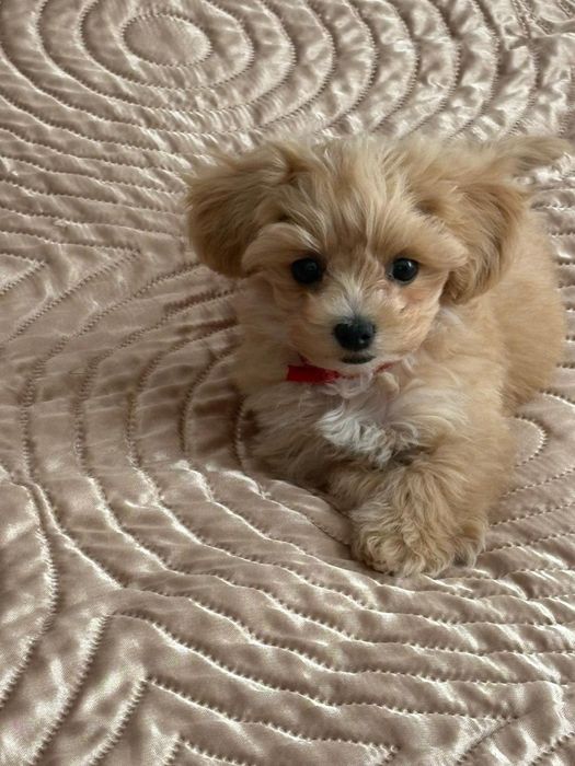 Maltipoo mini toy