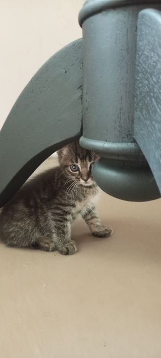 Отдам котят в хорошие руки