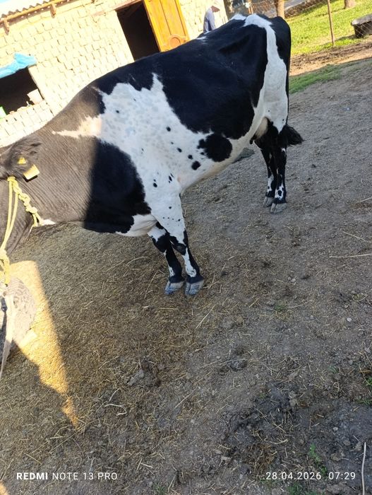 Сауын сиыр сатылады