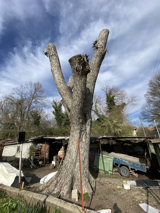 Орехов материал - ствол