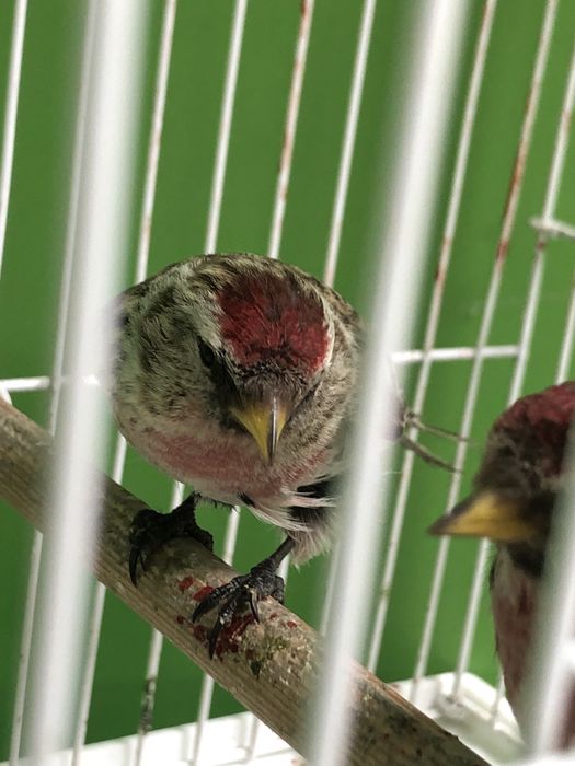 Чечетка самец красный