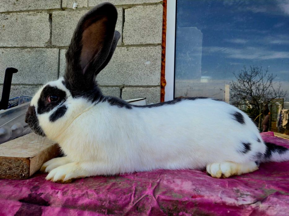 Зайци за разплод и клане