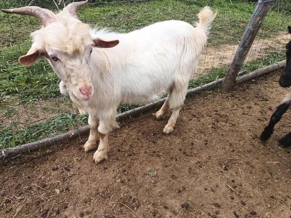 Țap alpin francez cu saneen 1 an