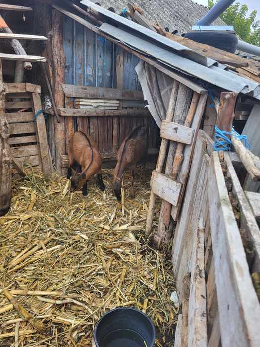 Țapi, capre de vânzare județul Olt