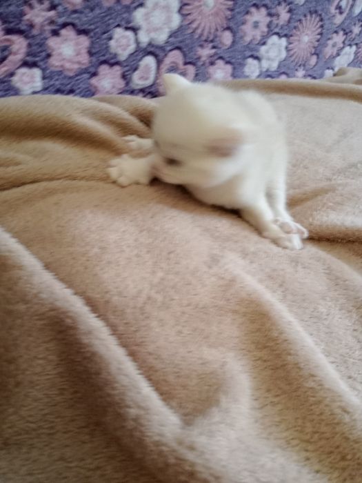 Британский котята