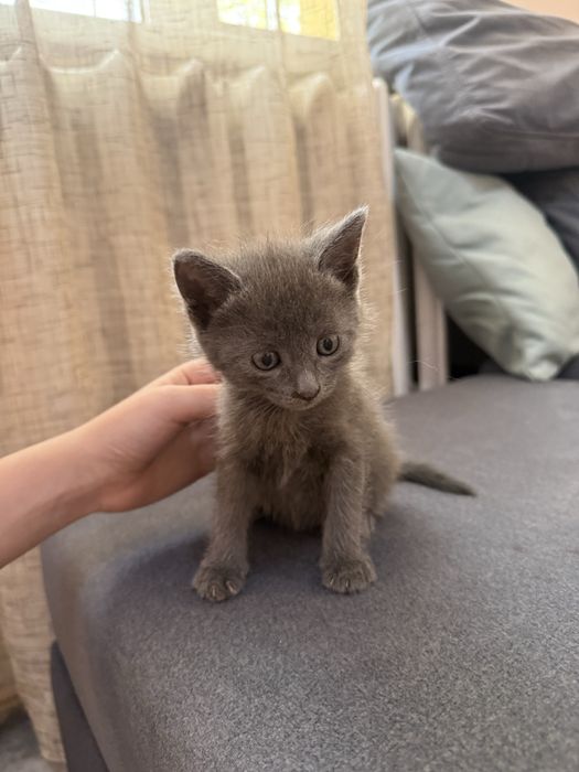 Котята бесплатно