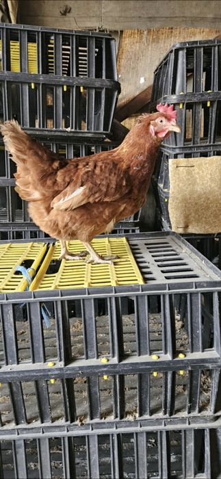 Продавам кокошки