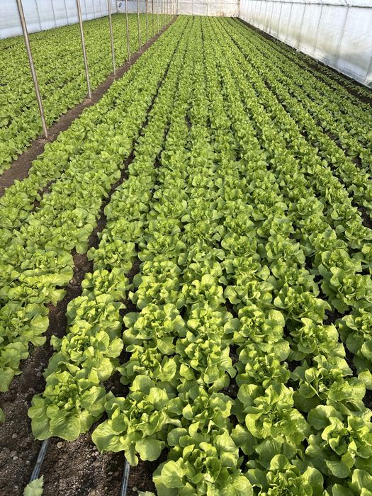 Salata verde de vanzare