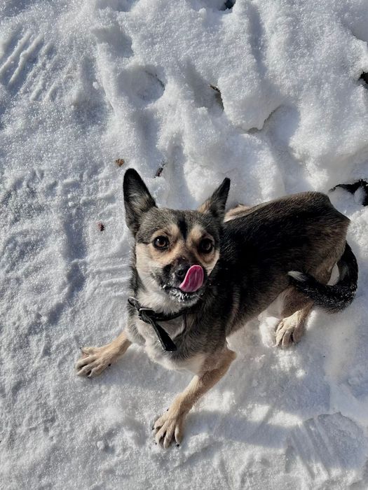 Отдам собачку даром