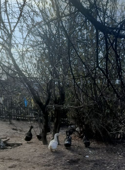 Продам инкубационные яйца уток