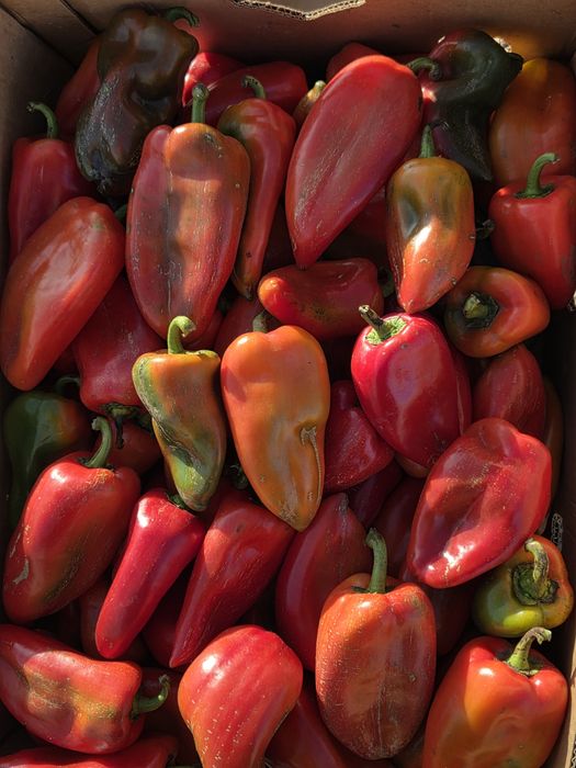 Vând ardei kapia verde