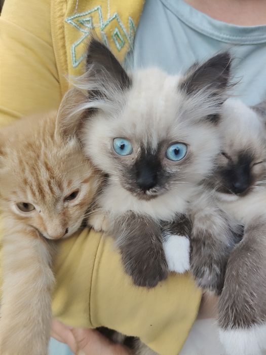 Котёнок, кошка, кошки