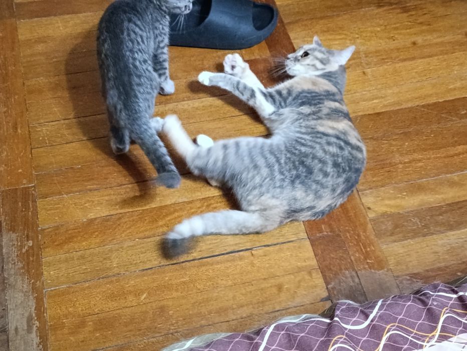 Кошечка ищет любящую семью!