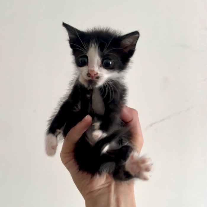 Котенок Моторист ищет семью