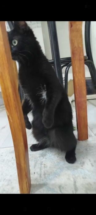 Маленькая кошечка ищет свой дом