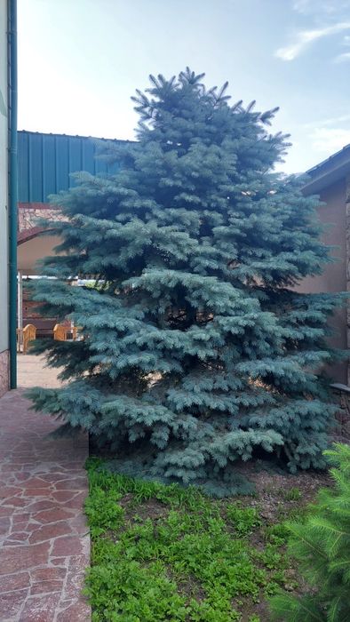 Продаётся Ёлка голубая ель